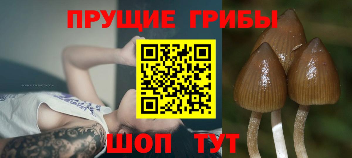 Псилоцибиновые грибы мицелий Полевской